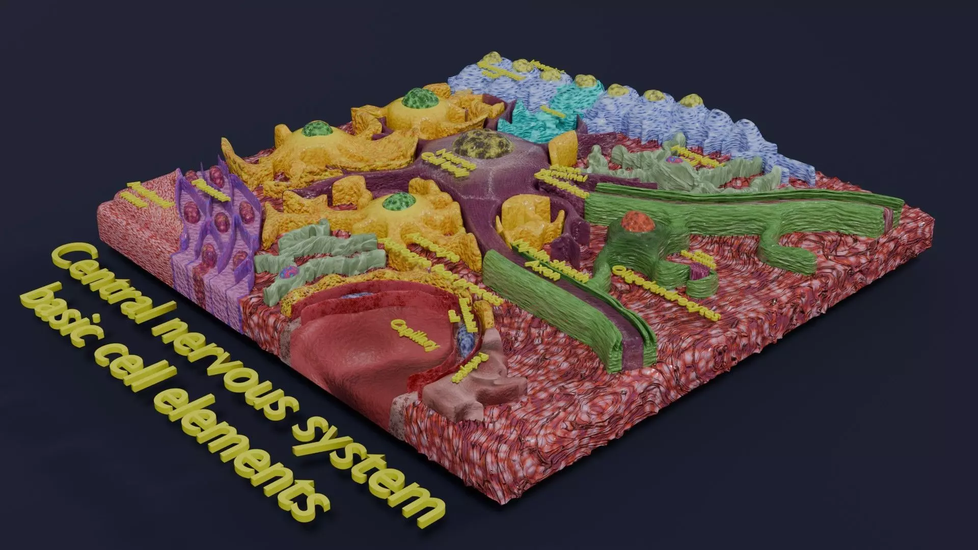Glial cells Brain 3D model_0