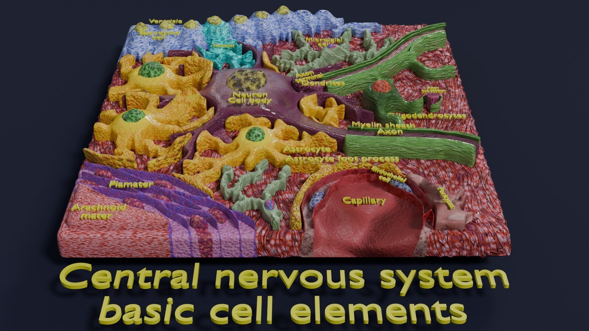Glial cells Brain 3D model_1