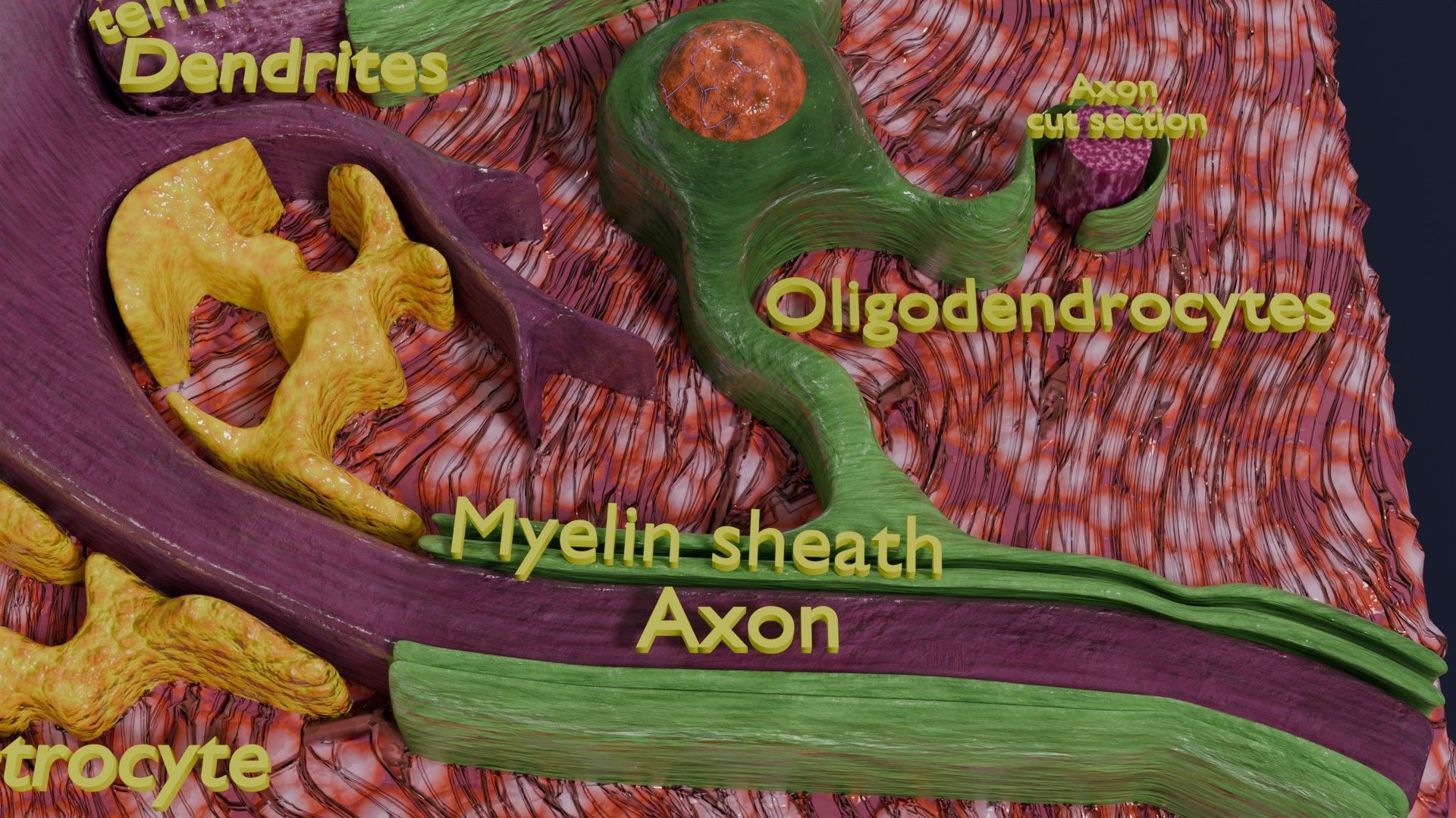 Glial cells Brain 3D model_12