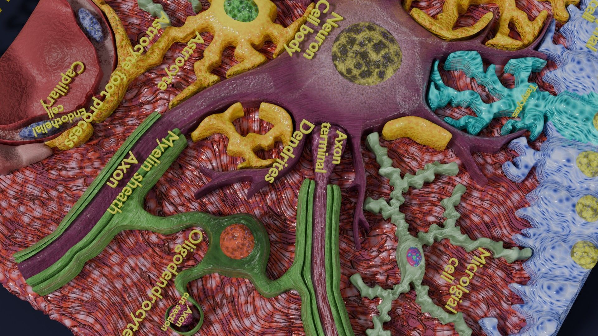 Glial cells Brain 3D model_17