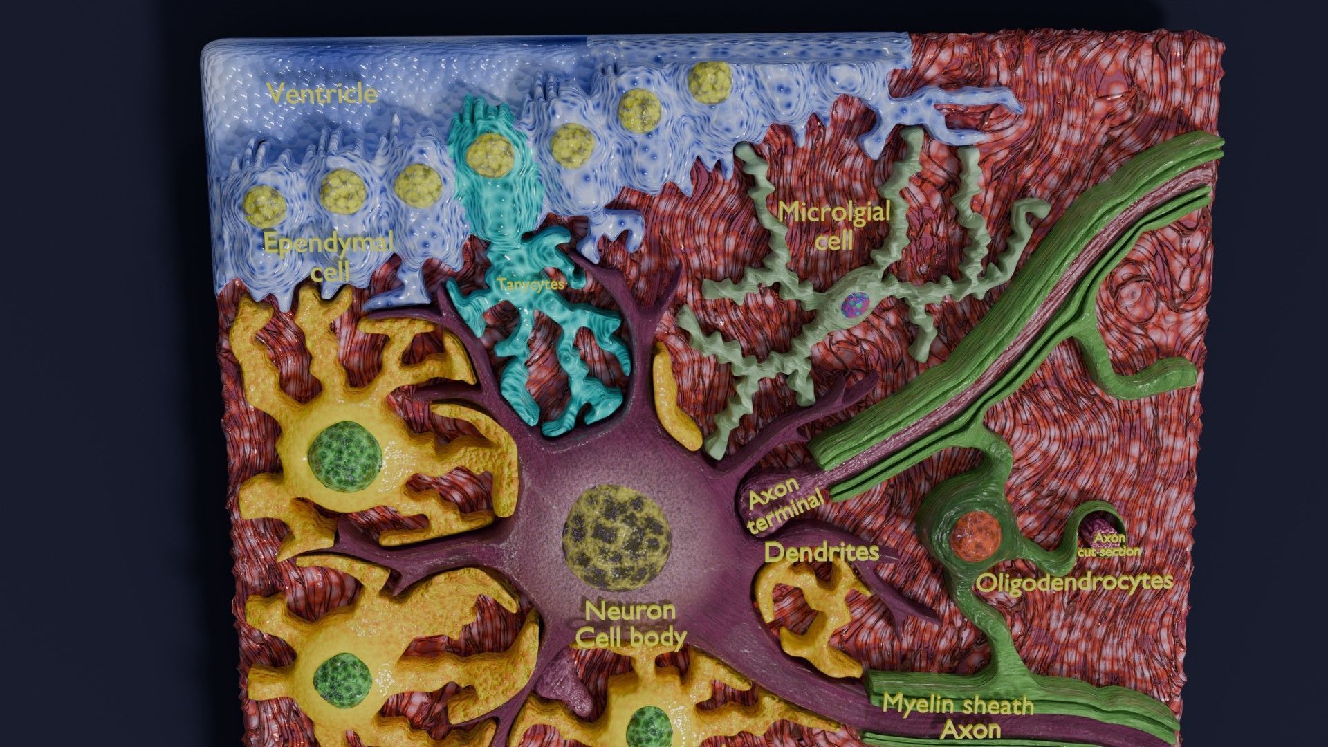 Glial cells Brain 3D model_6