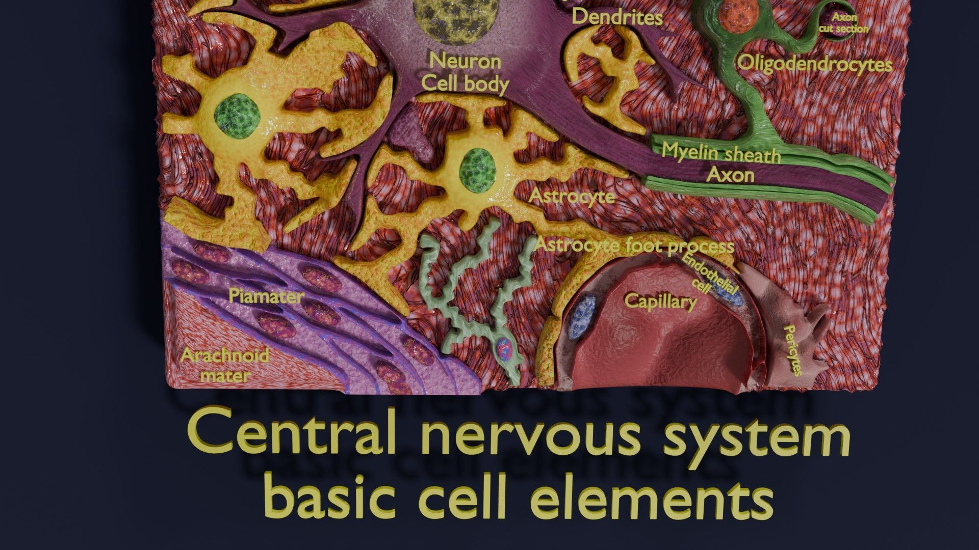 Glial cells Brain 3D model_7