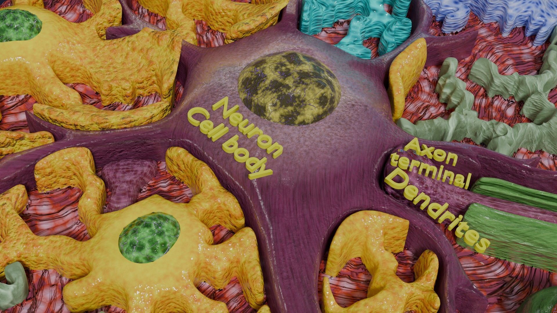 Glial cells Brain 3D model_13