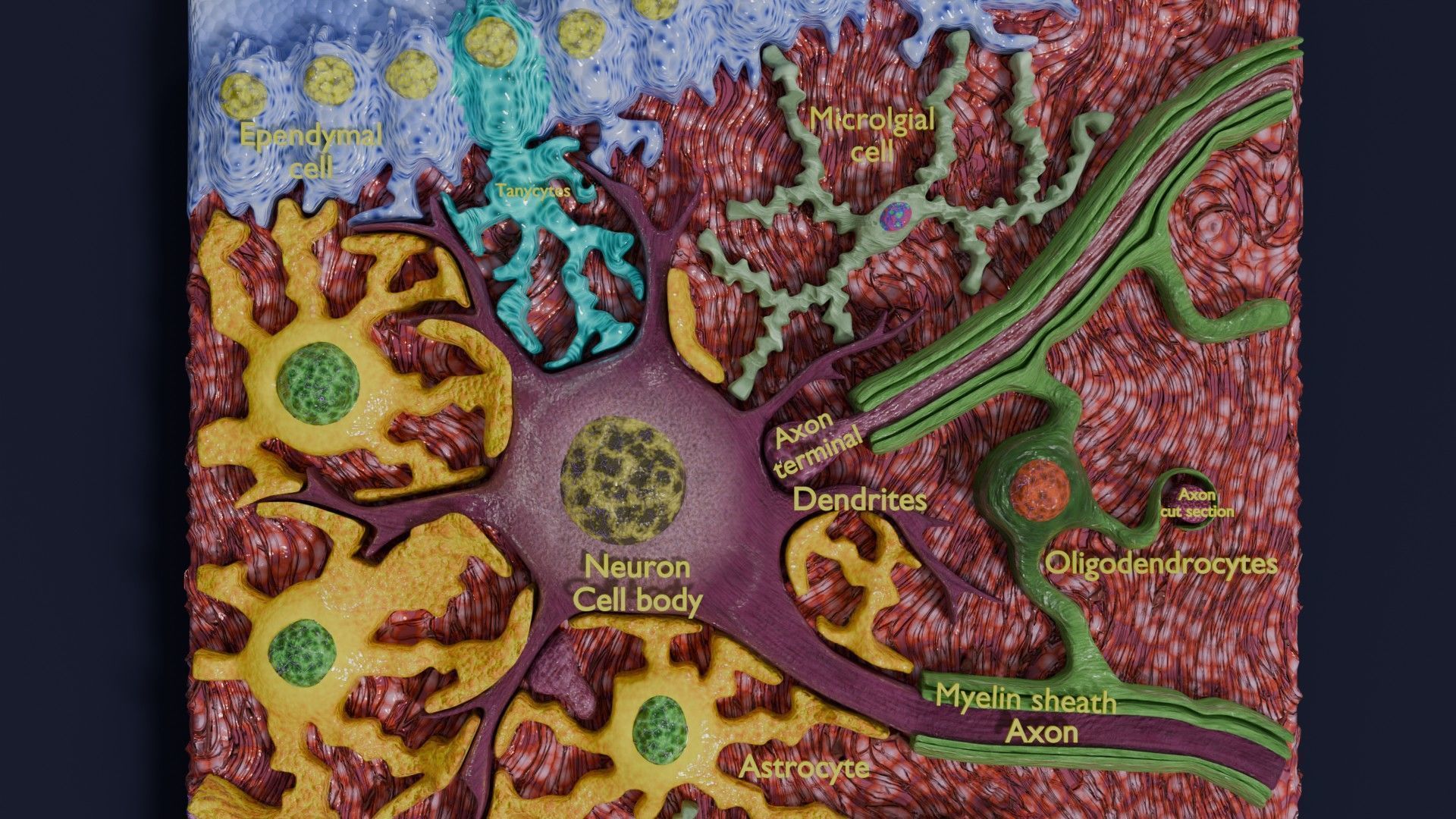 Glial cells Brain 3D model_8