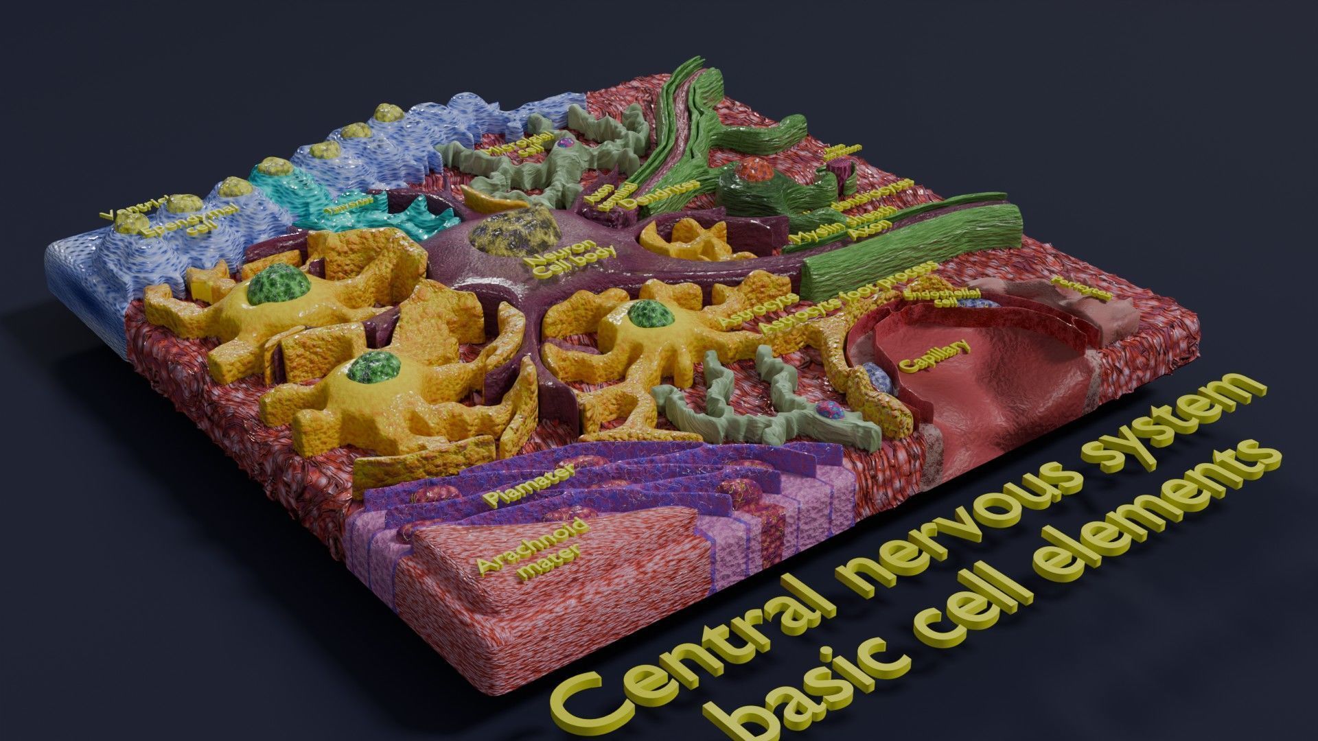 Glial cells Brain 3D model_2