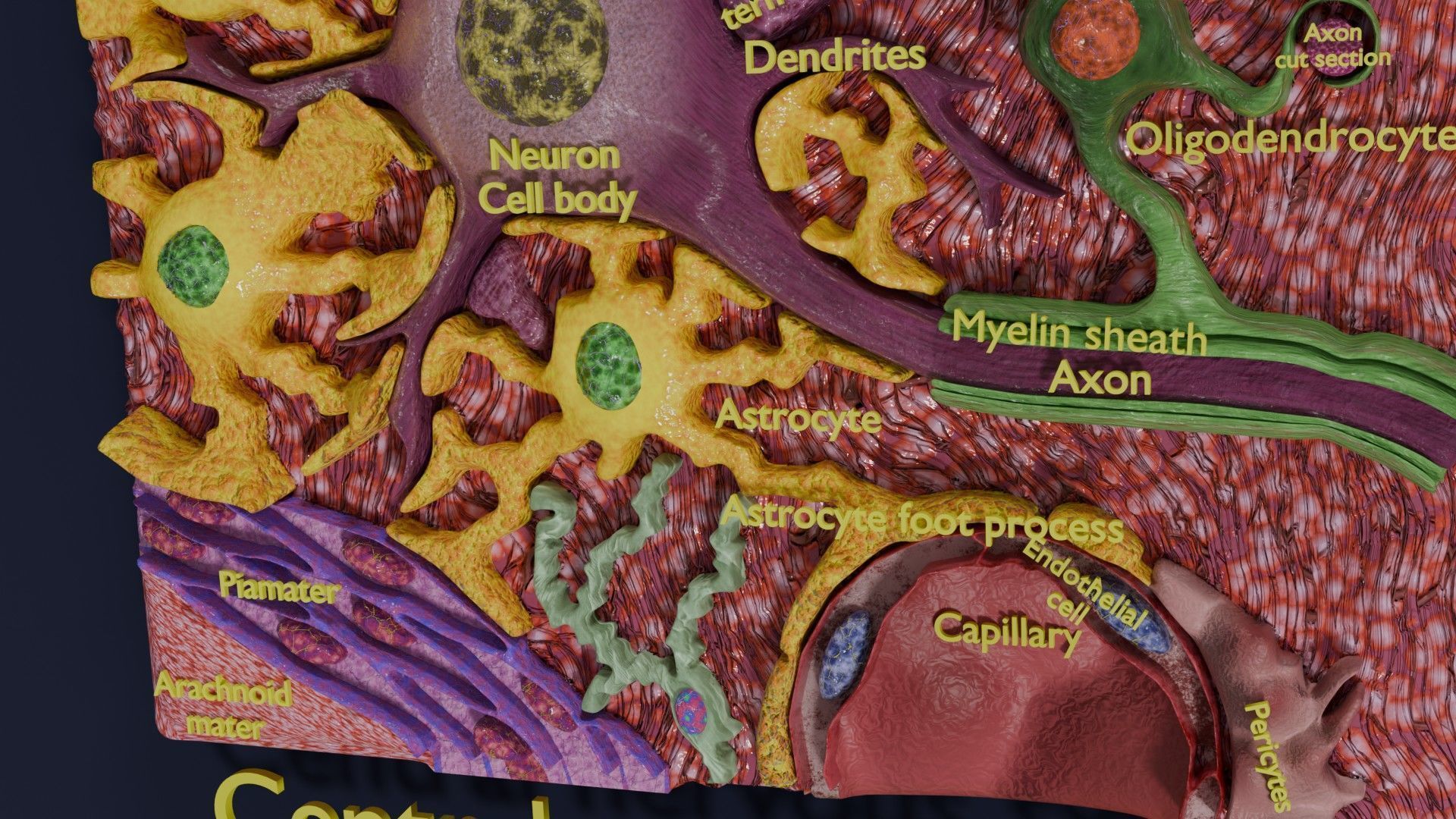 Glial cells Brain 3D model_19