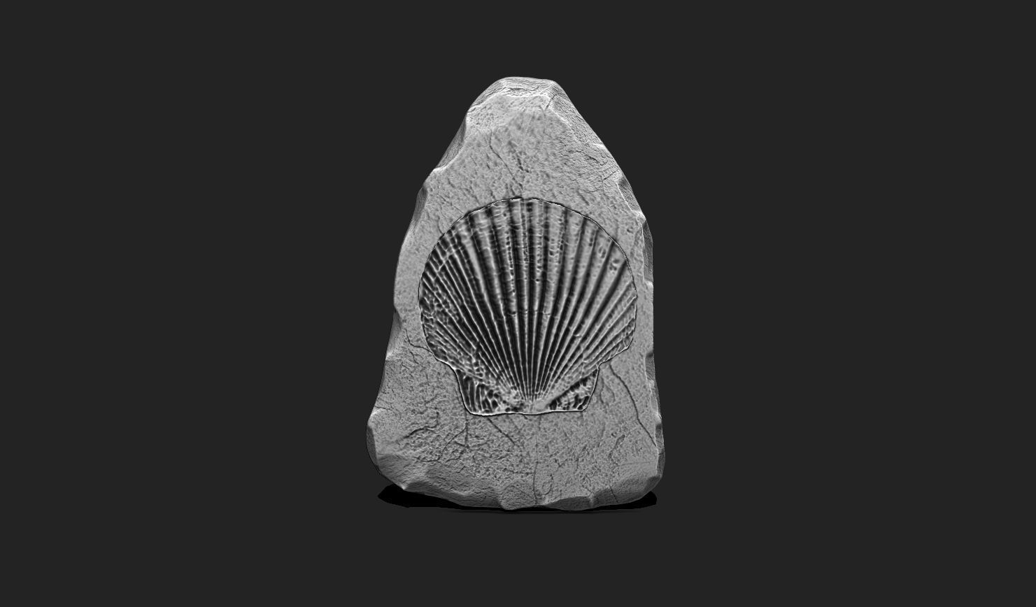 Marine Fossils for 3D Printing - STL 3D - Aquarium - Biology 3D print model_2