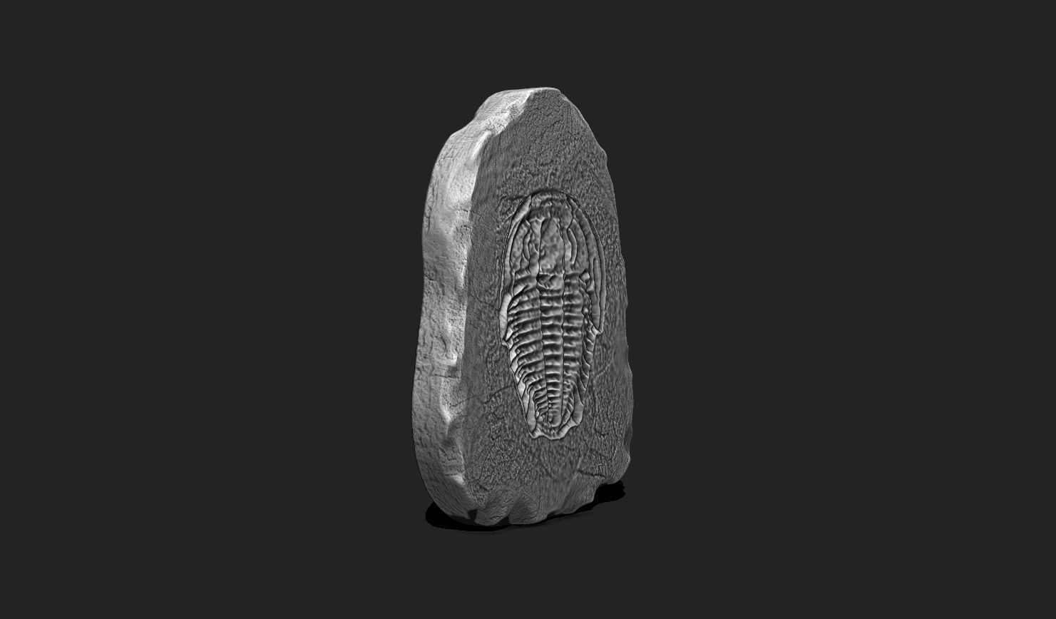 Marine Fossils for 3D Printing - STL 3D - Aquarium - Biology 3D print model_8