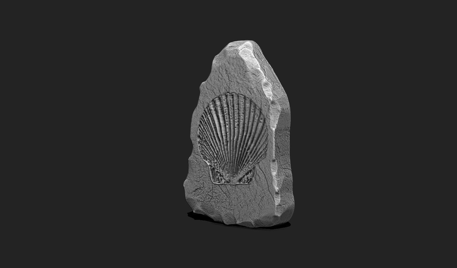 Marine Fossils for 3D Printing - STL 3D - Aquarium - Biology 3D print model_6