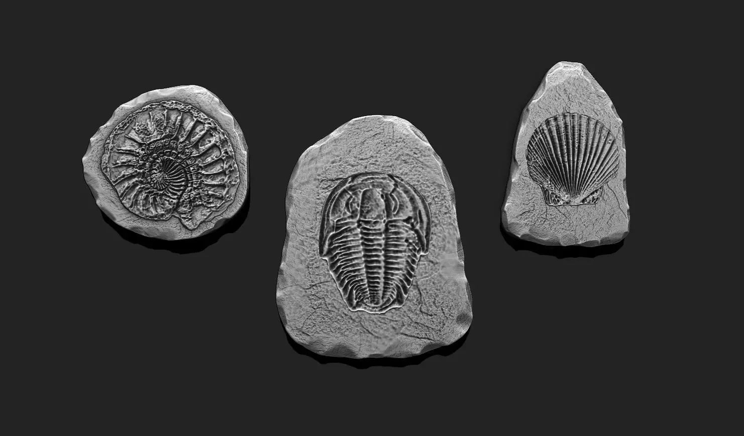 Marine Fossils for 3D Printing - STL 3D - Aquarium - Biology 3D print model_0