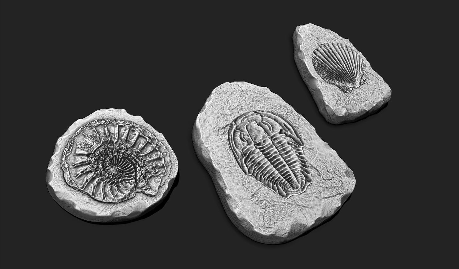Marine Fossils for 3D Printing - STL 3D - Aquarium - Biology 3D print model_1
