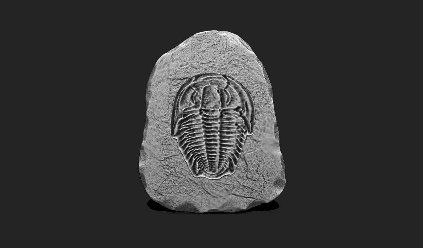 Marine Fossils for 3D Printing - STL 3D - Aquarium - Biology 3D print model_7