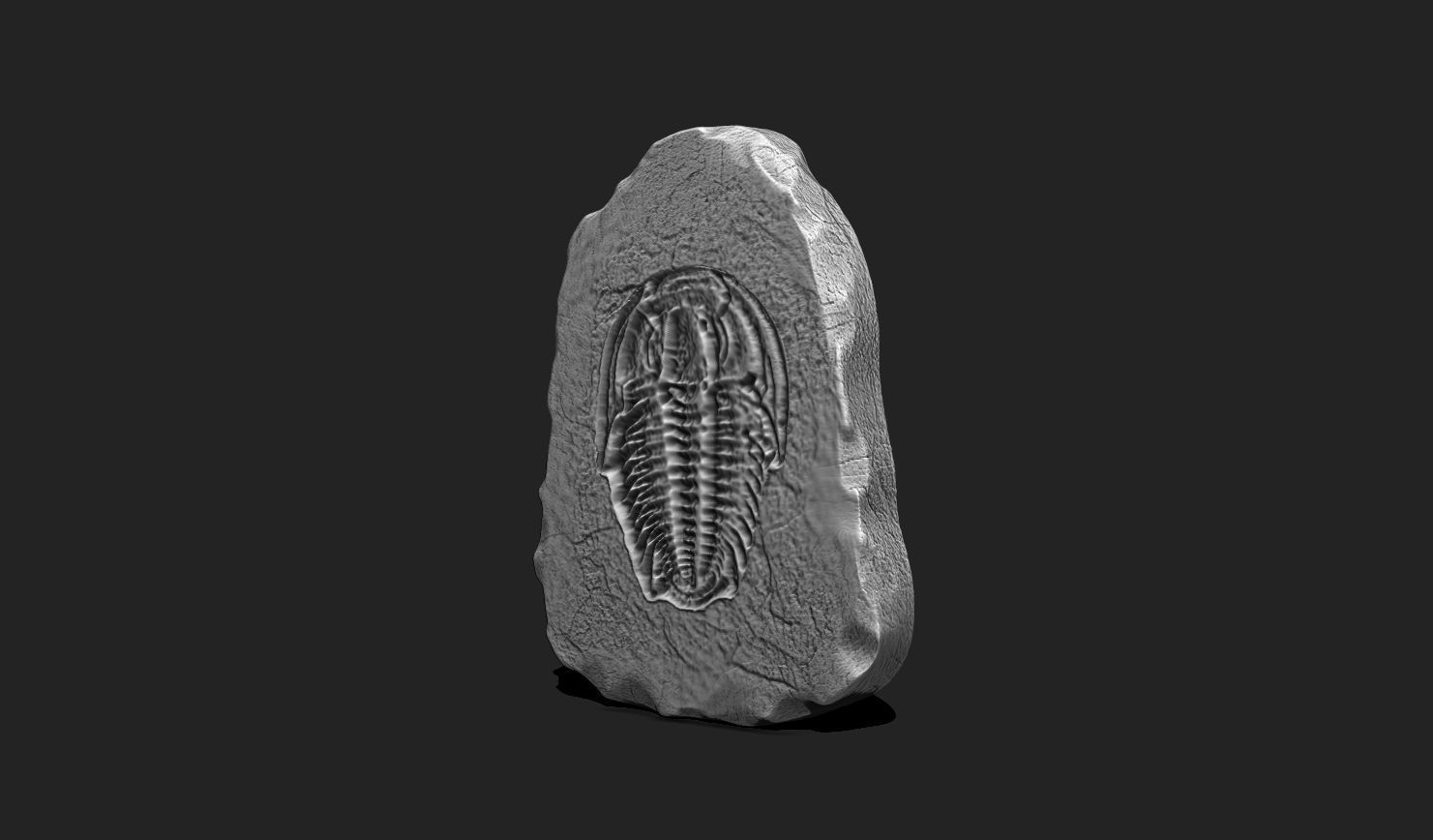 Marine Fossils for 3D Printing - STL 3D - Aquarium - Biology 3D print model_11