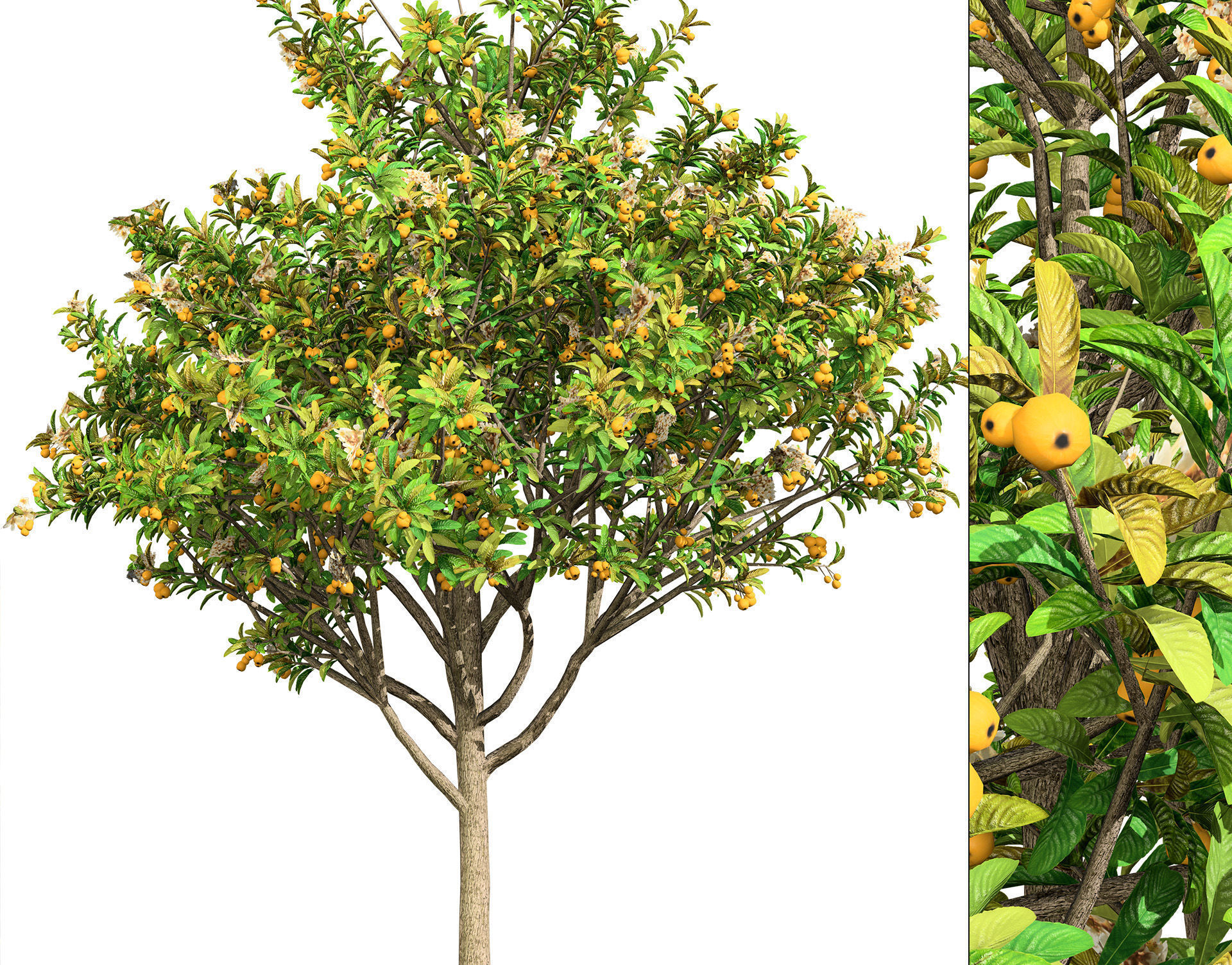 Loquat Tree 3D Model Low-poly 3D model_2