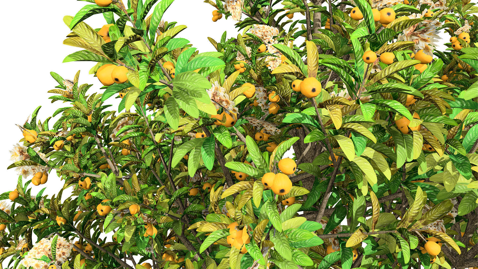 Loquat Tree 3D Model Low-poly 3D model_9