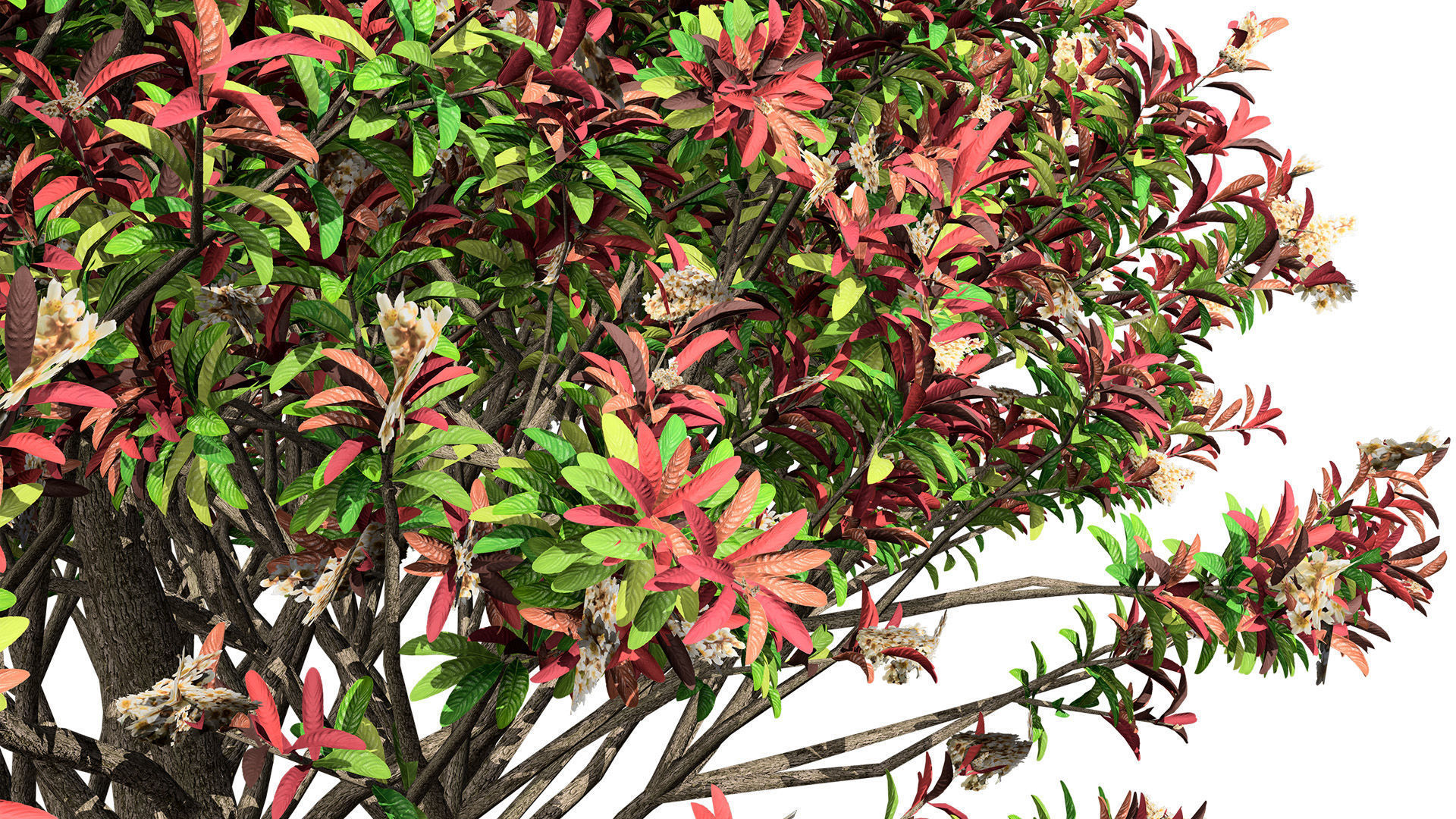 Loquat Tree 3D Model Low-poly 3D model_6