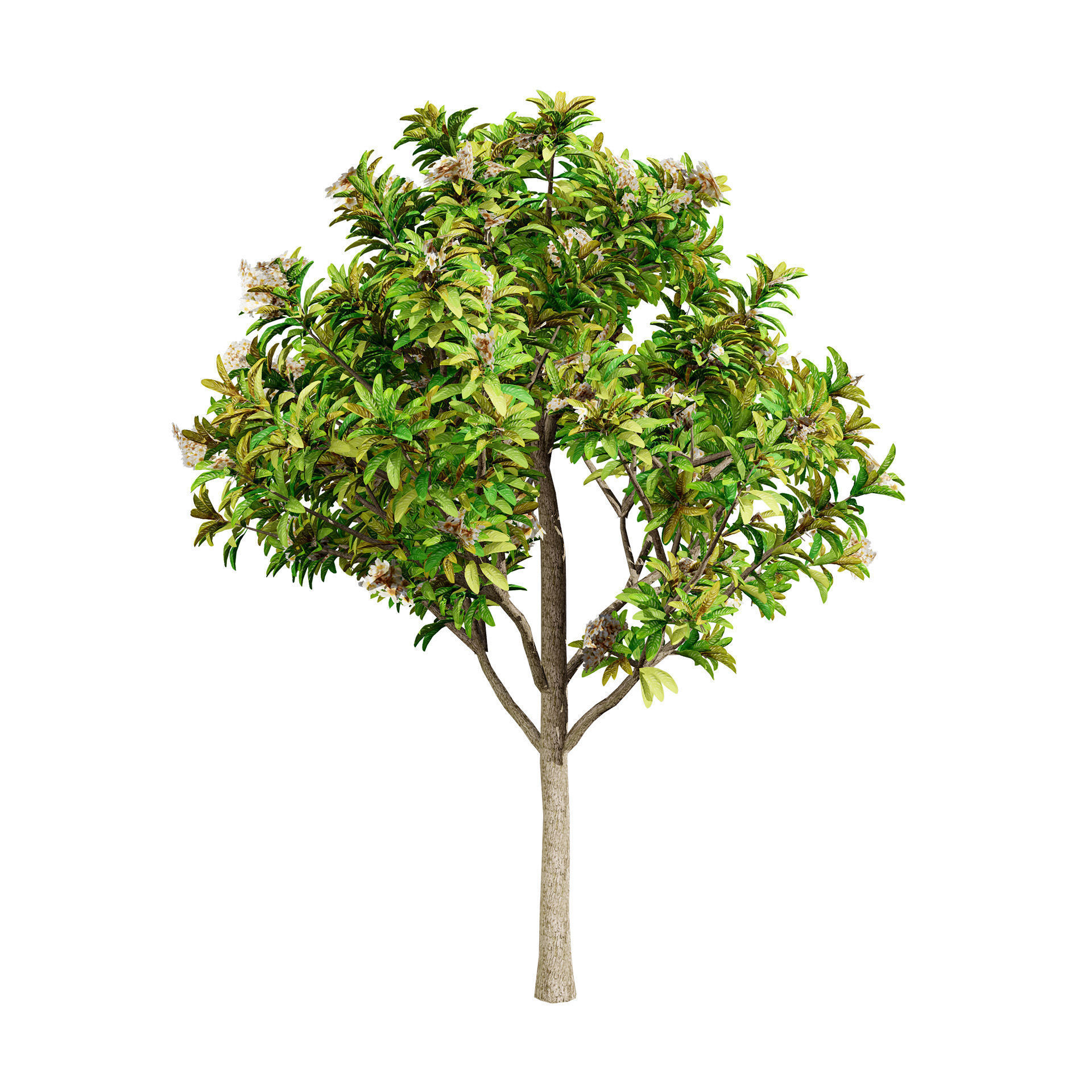 Loquat Tree 3D Model Low-poly 3D model_10