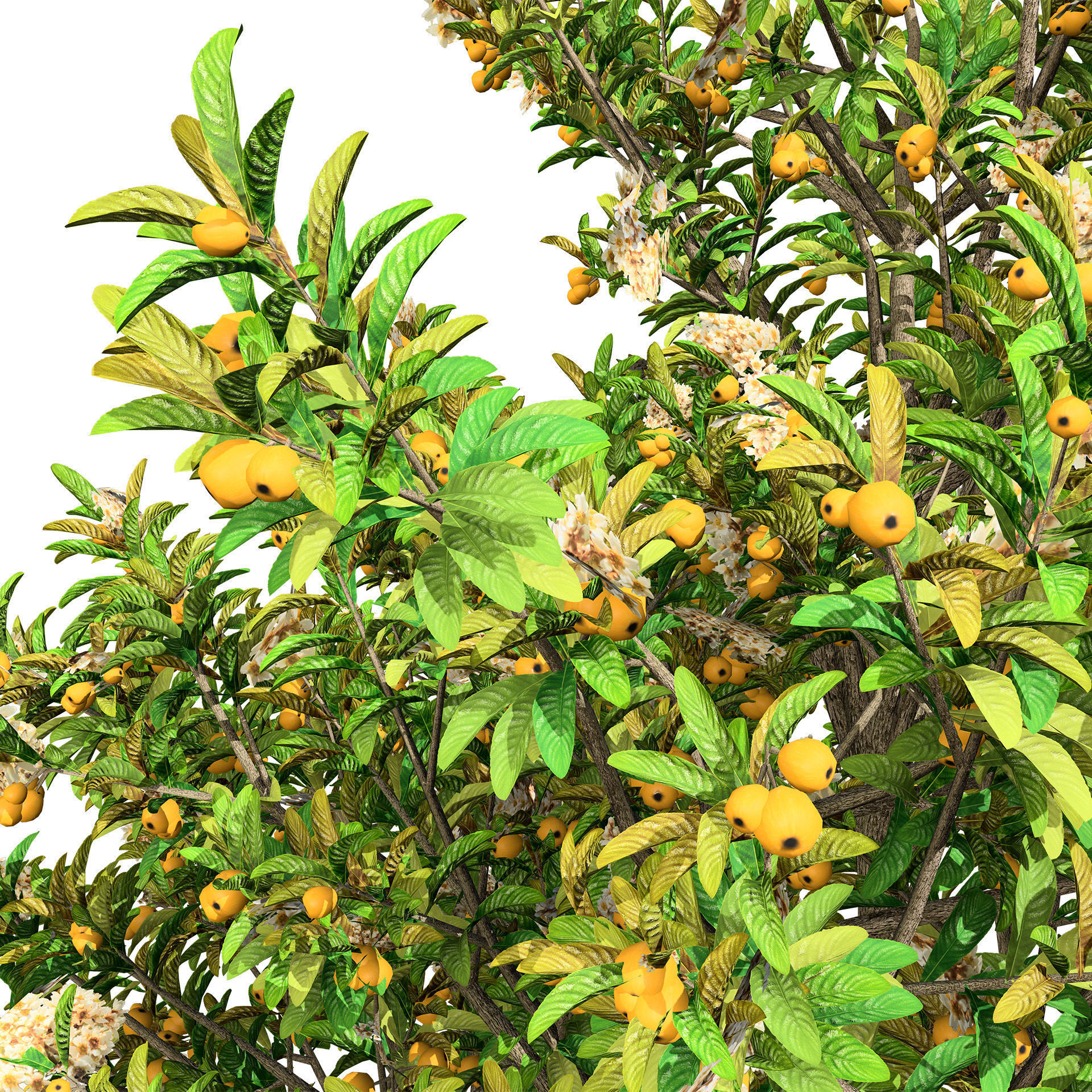 Loquat Tree 3D Model Low-poly 3D model_8