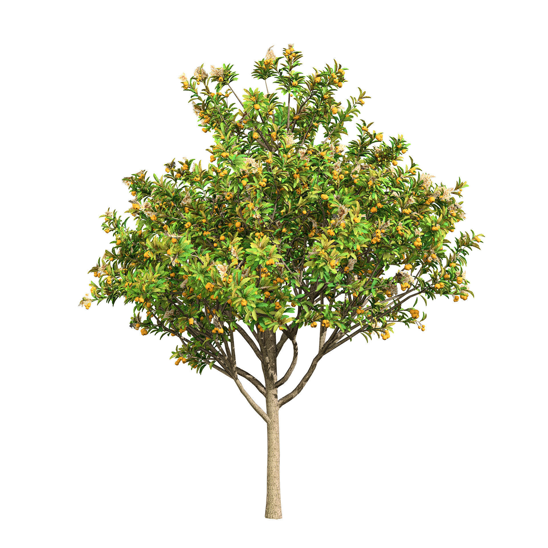 Loquat Tree 3D Model Low-poly 3D model_7