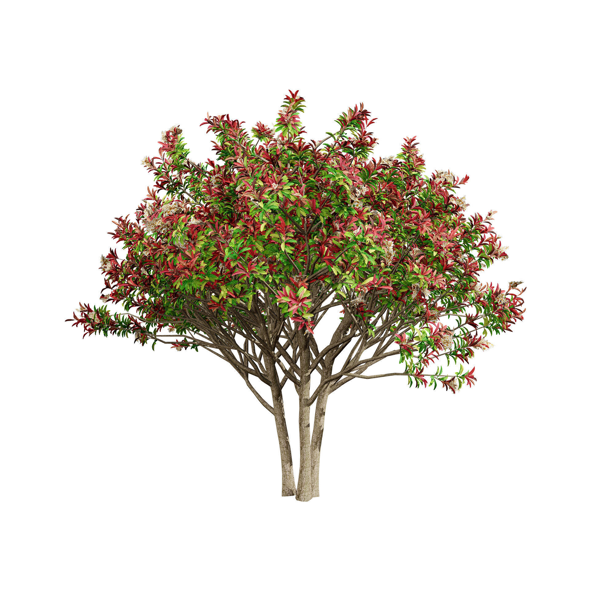 Loquat Tree 3D Model Low-poly 3D model_4