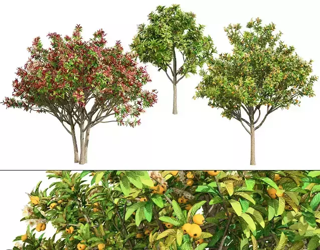Loquat Tree 3D Model Low-poly 3D model