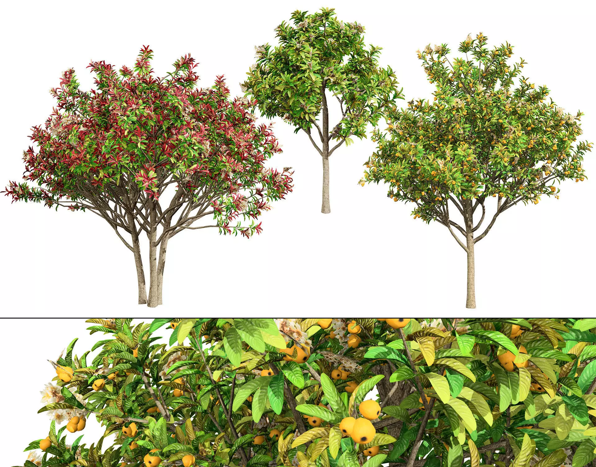 Loquat Tree 3D Model Low-poly 3D model_0