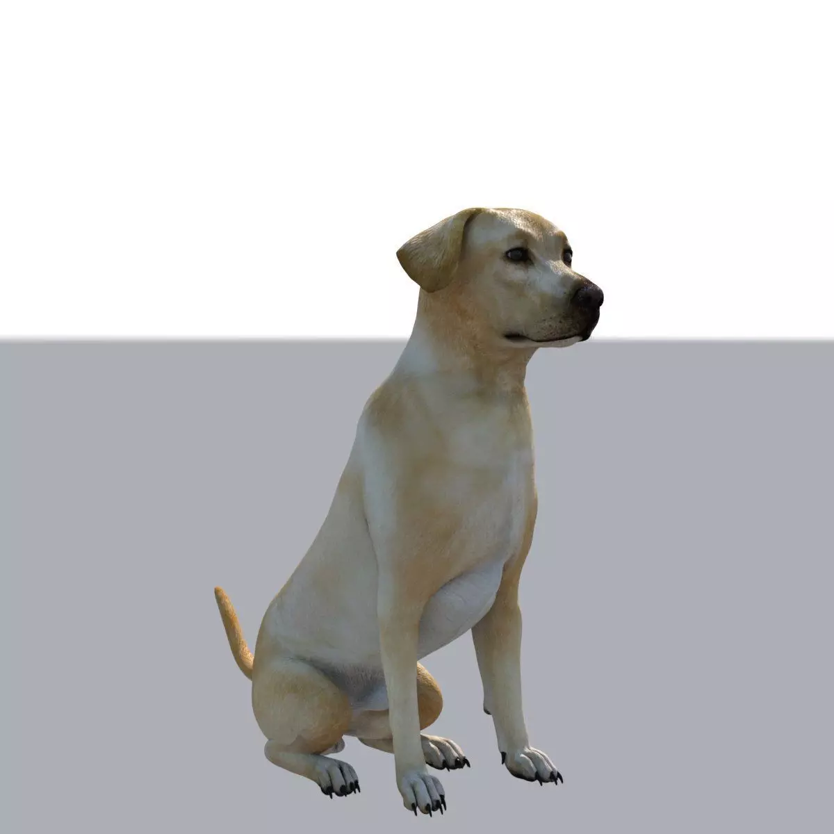 Labrador 3D print model_0