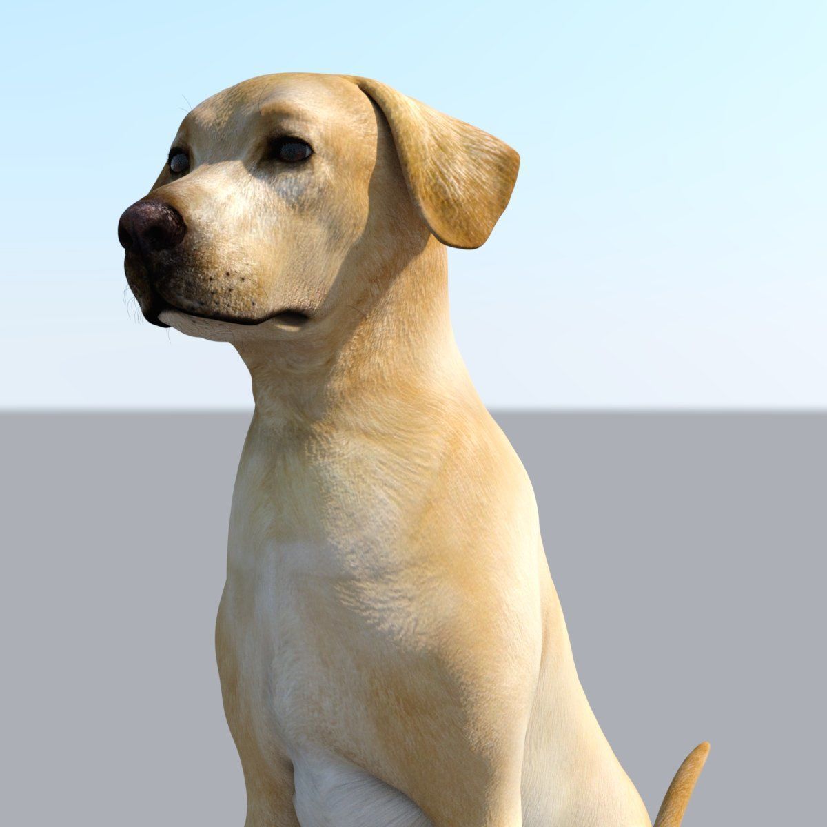 Labrador 3D print model_1