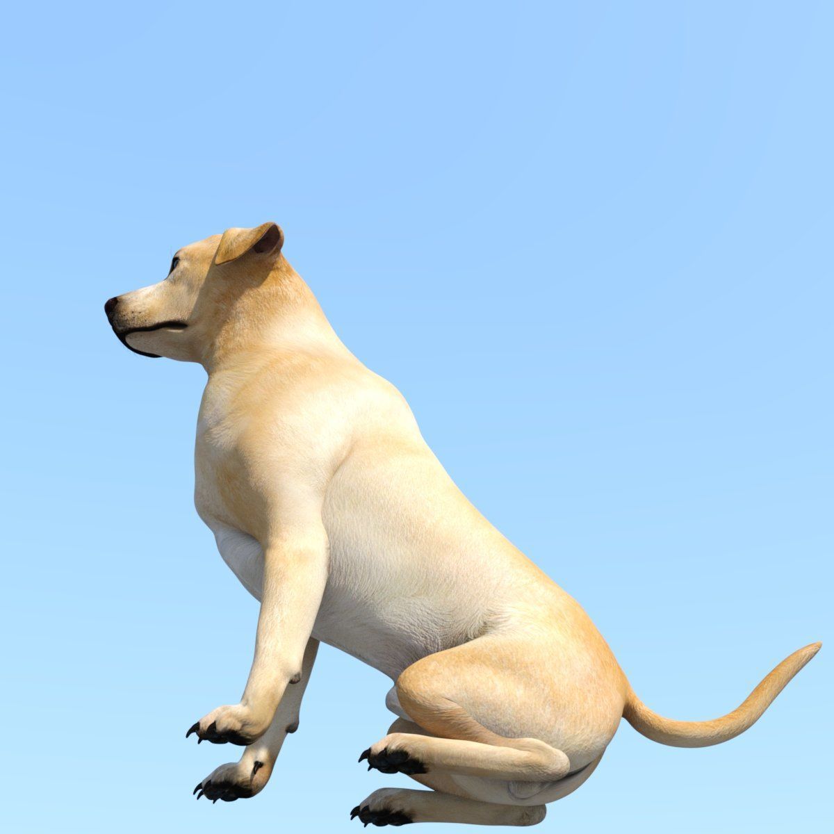 Labrador 3D print model_2