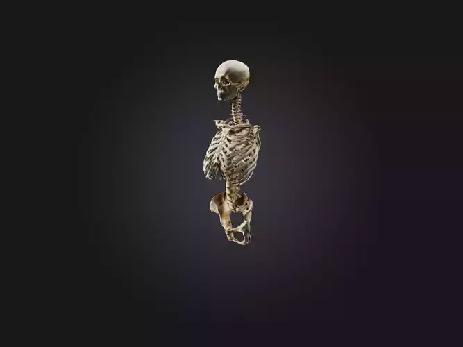 Thoracic Spine Skeleton