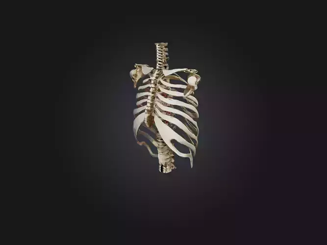 Rib Cage Skeleton