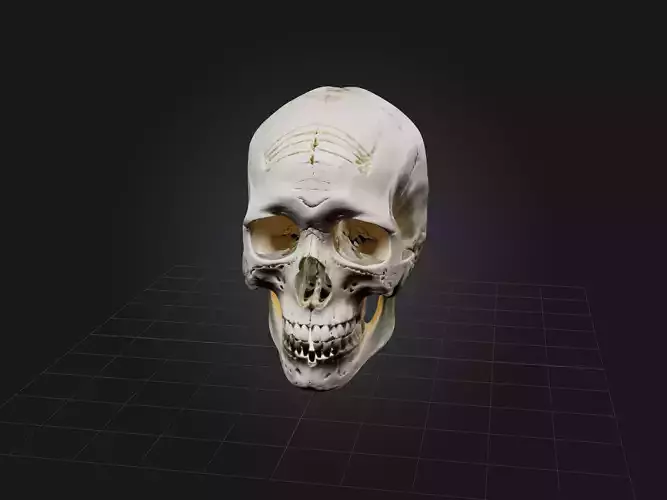 Skull Skeleton Low-poly 3D model