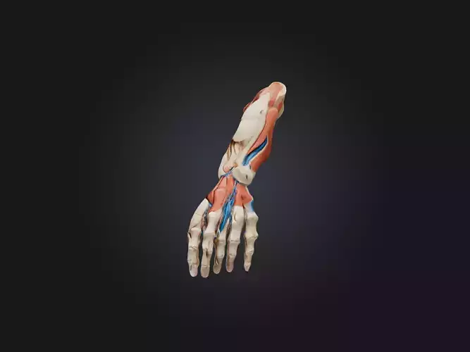Flexor Pollicis Brevis Muscle Model