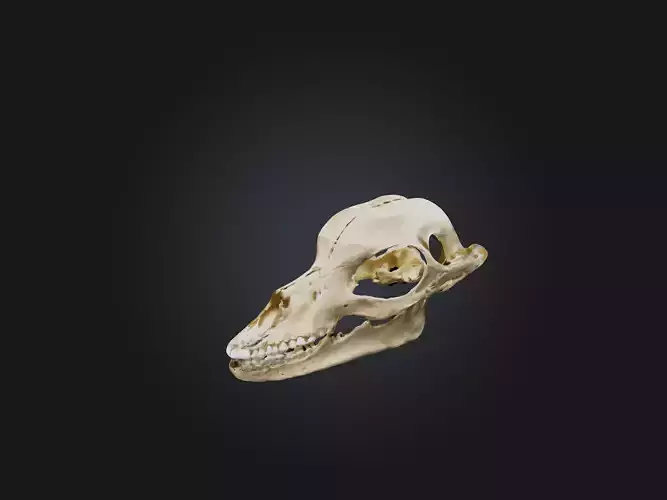 Mandible Skeleton Low-poly 3D model