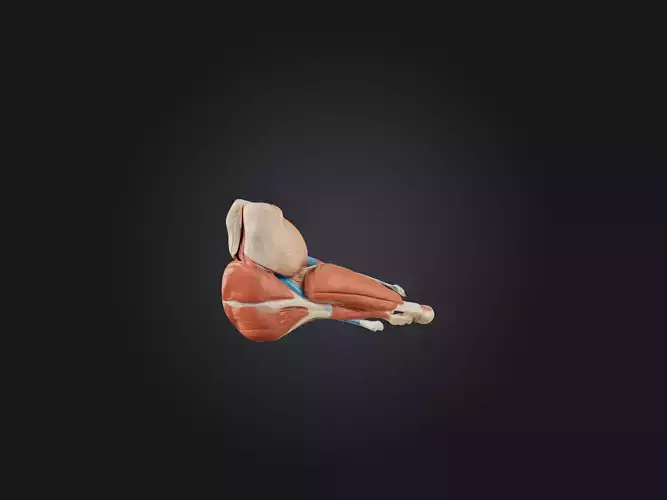 Gastrocnemius Muscle Model
