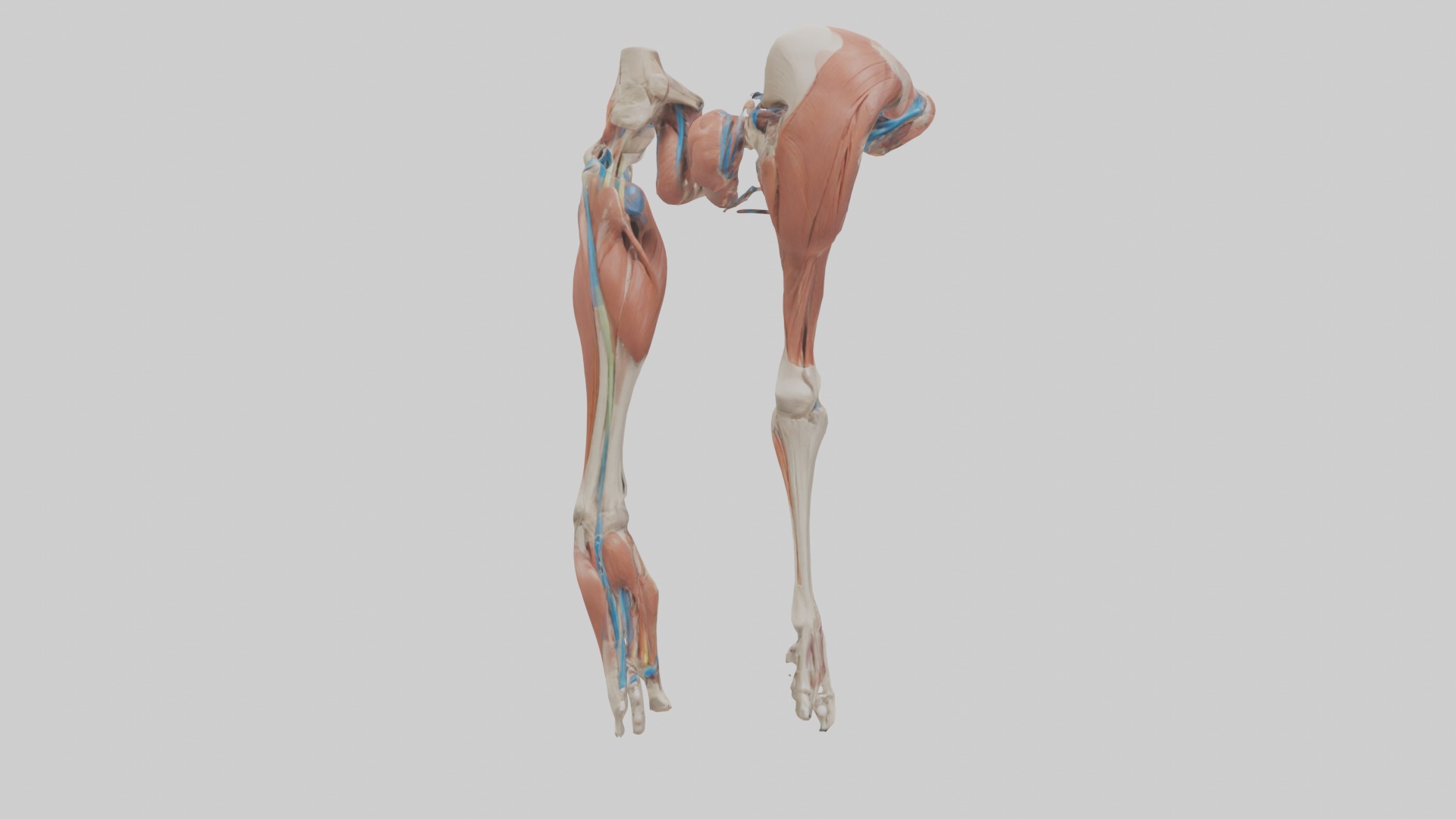 Adductor Longus Muscle Model 3D model_2