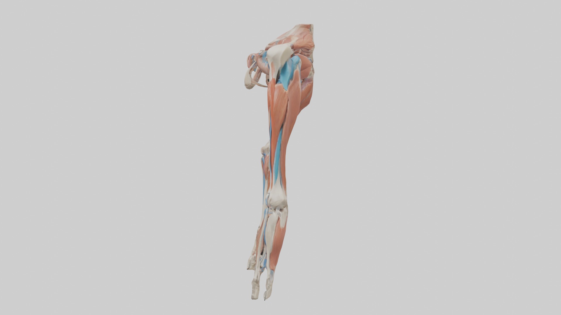 Adductor Longus Muscle Model 3D model_6