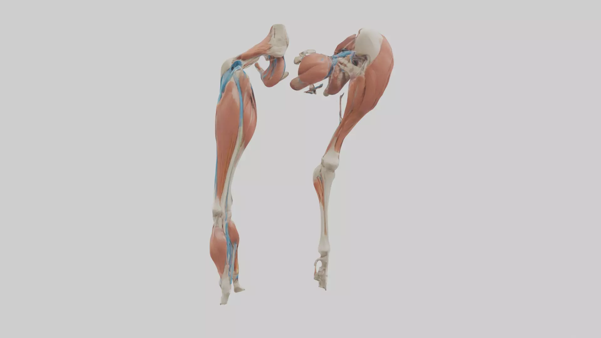 Adductor Longus Muscle Model 3D model_0