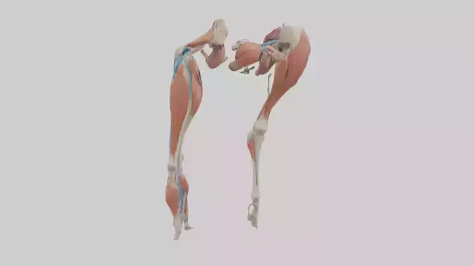 Adductor Longus Muscle Model 3D model