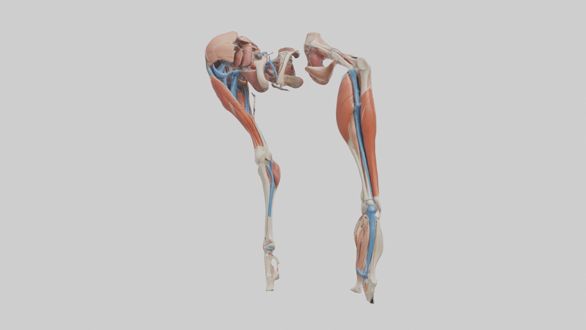 Adductor Longus Muscle Model 3D model_3