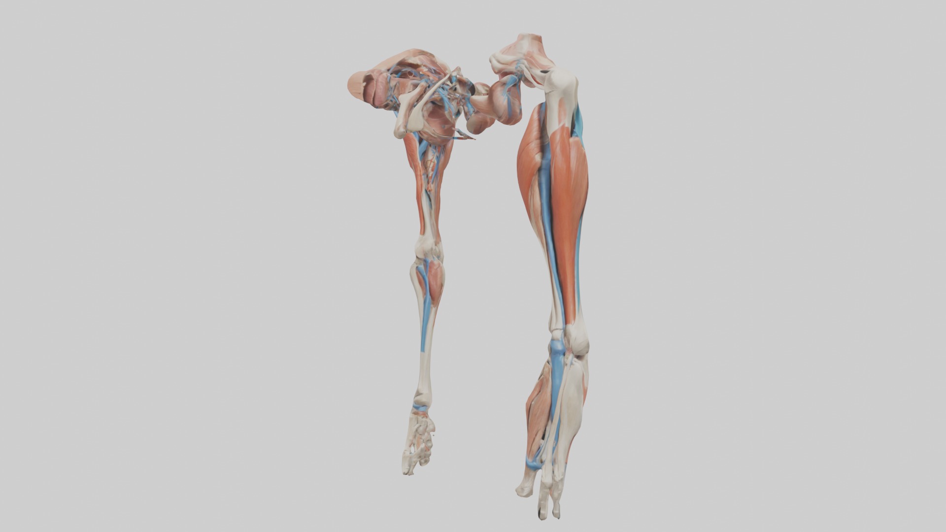 Adductor Longus Muscle Model 3D model_4