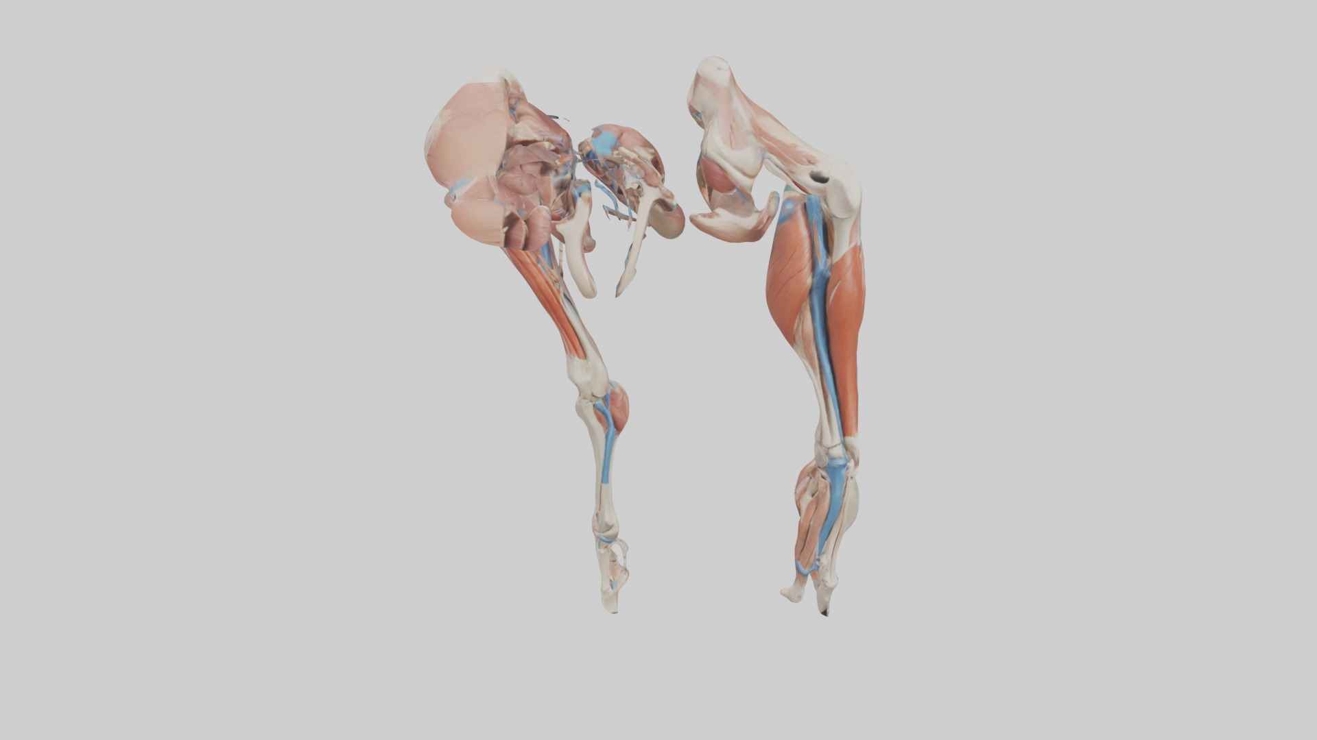 Adductor Longus Muscle Model 3D model_10