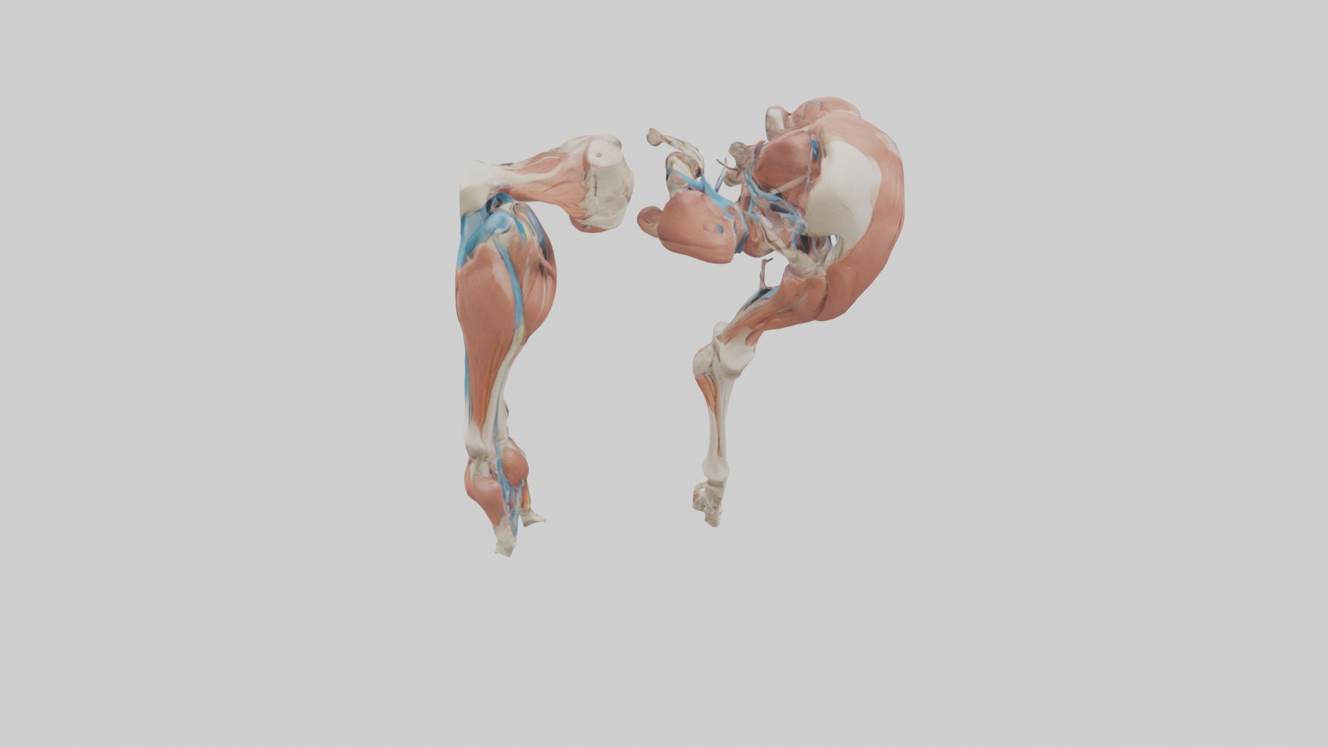 Adductor Longus Muscle Model 3D model_9