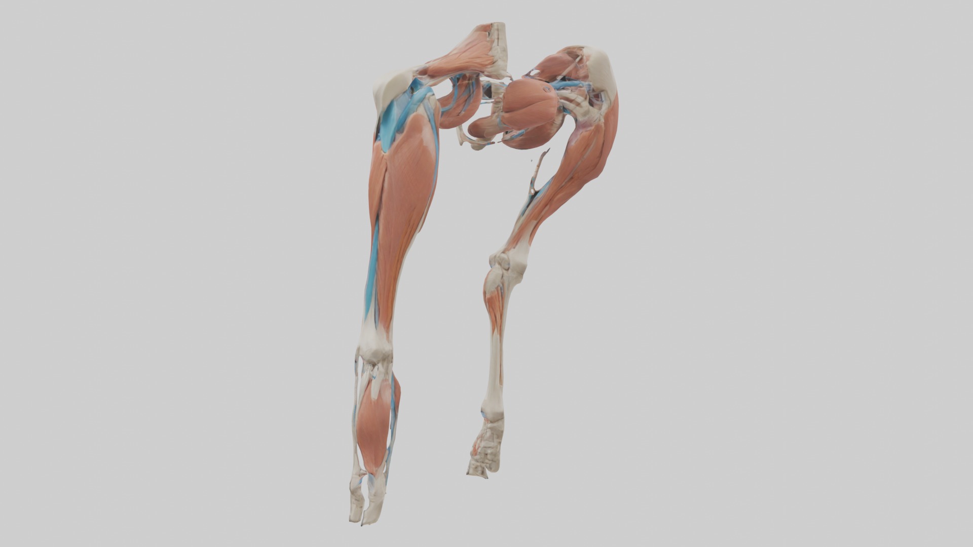 Adductor Longus Muscle Model 3D model_1