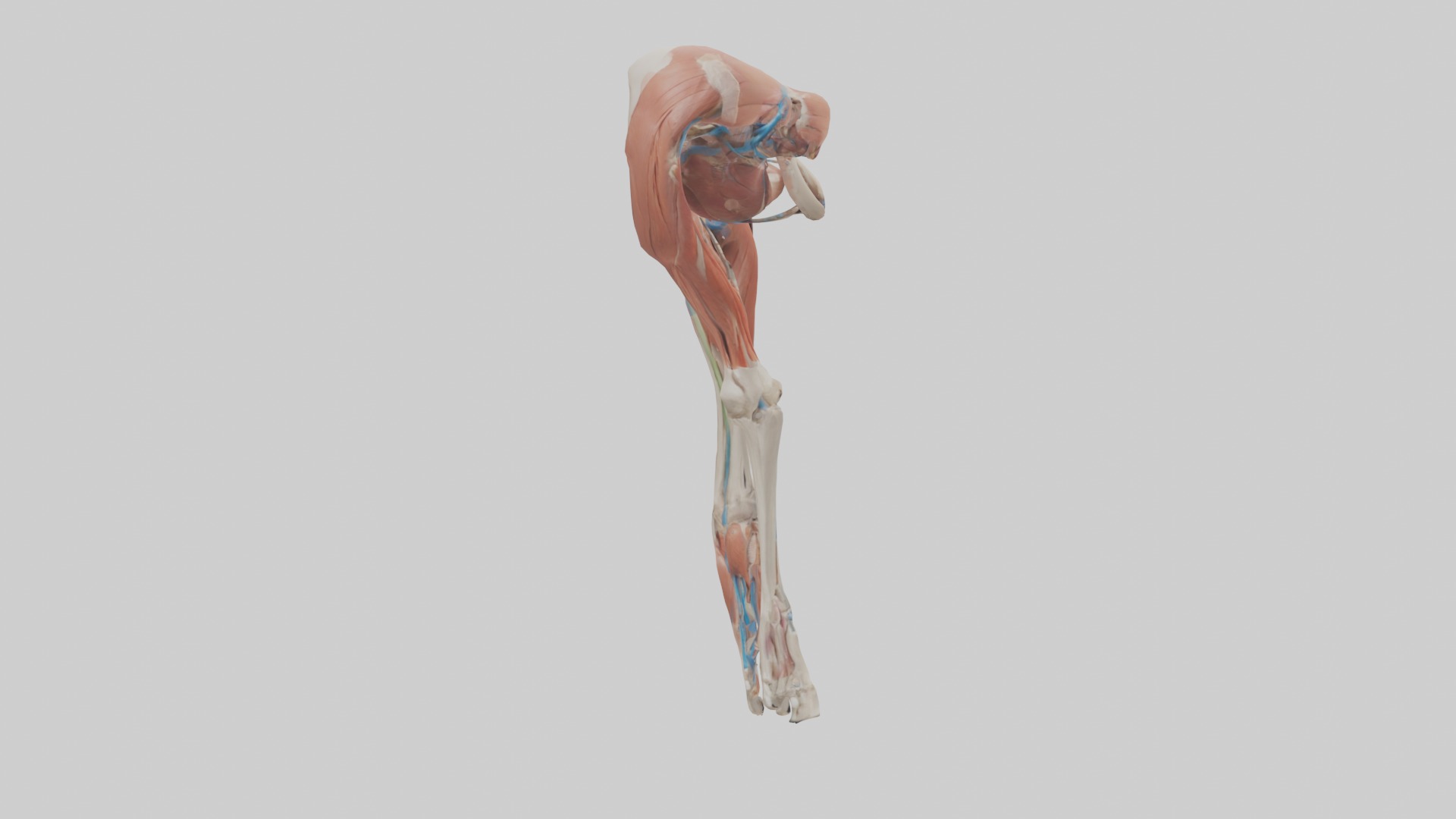 Adductor Longus Muscle Model 3D model_7