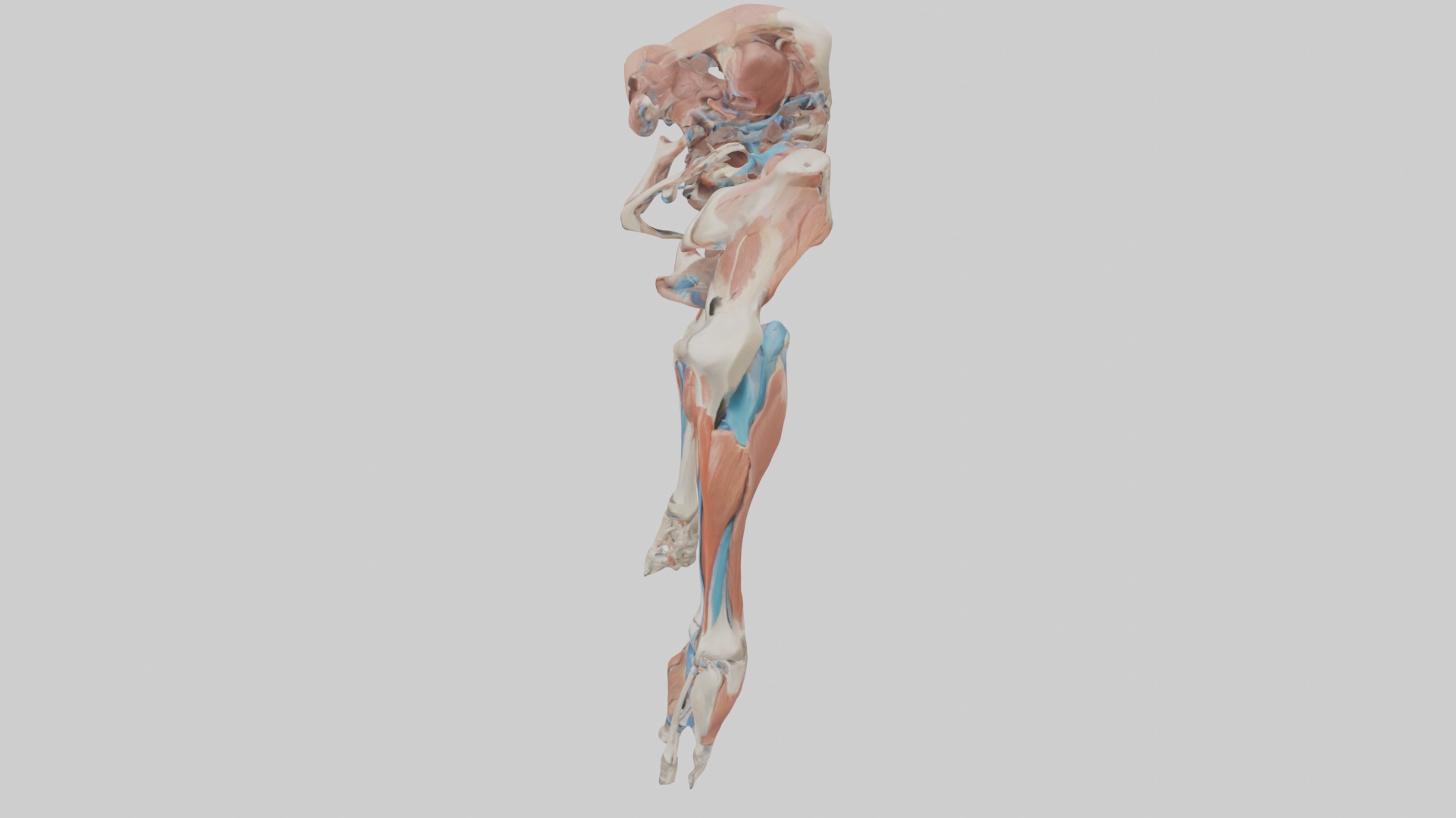 Adductor Longus Muscle Model 3D model_11