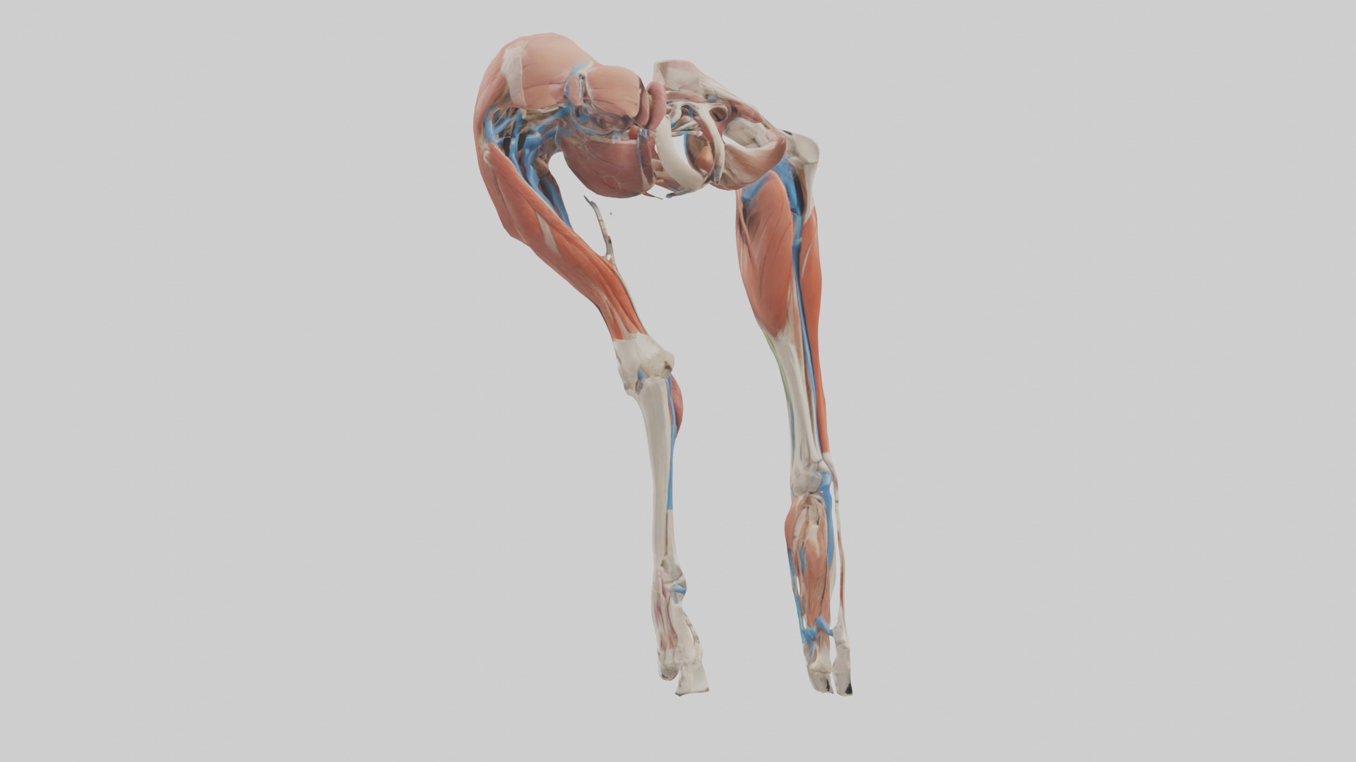 Adductor Longus Muscle Model 3D model_5