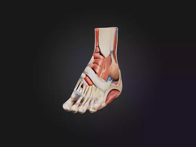 Tibialis Anterior Muscle Model