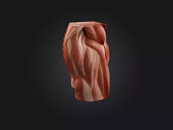 External Oblique Muscle Model 3D model