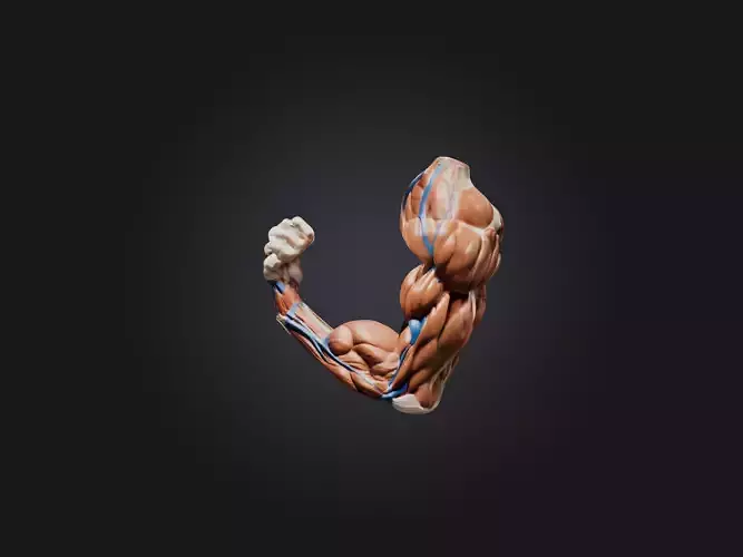 Biceps Brachii Muscle Model 3D model
